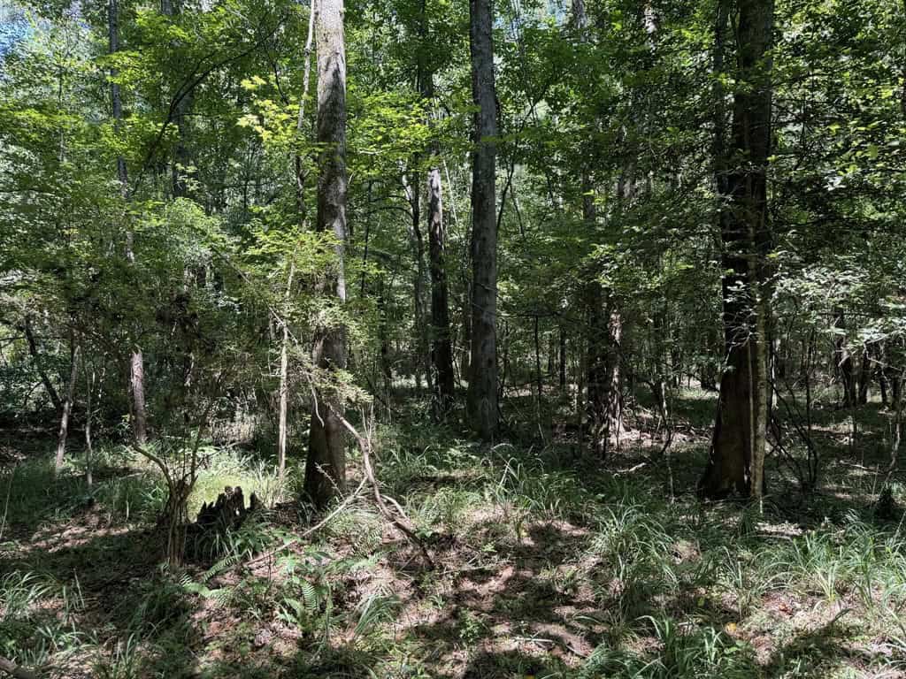 45 Acre Timberland Hunting Lincoln County South MS