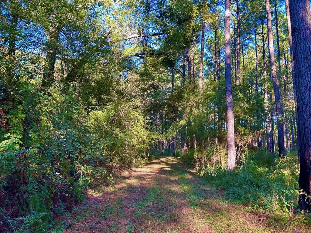 Smithdale MS 80+- Acres For Sale