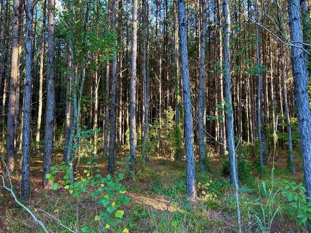 Smithdale MS 100+- Acres For Sale