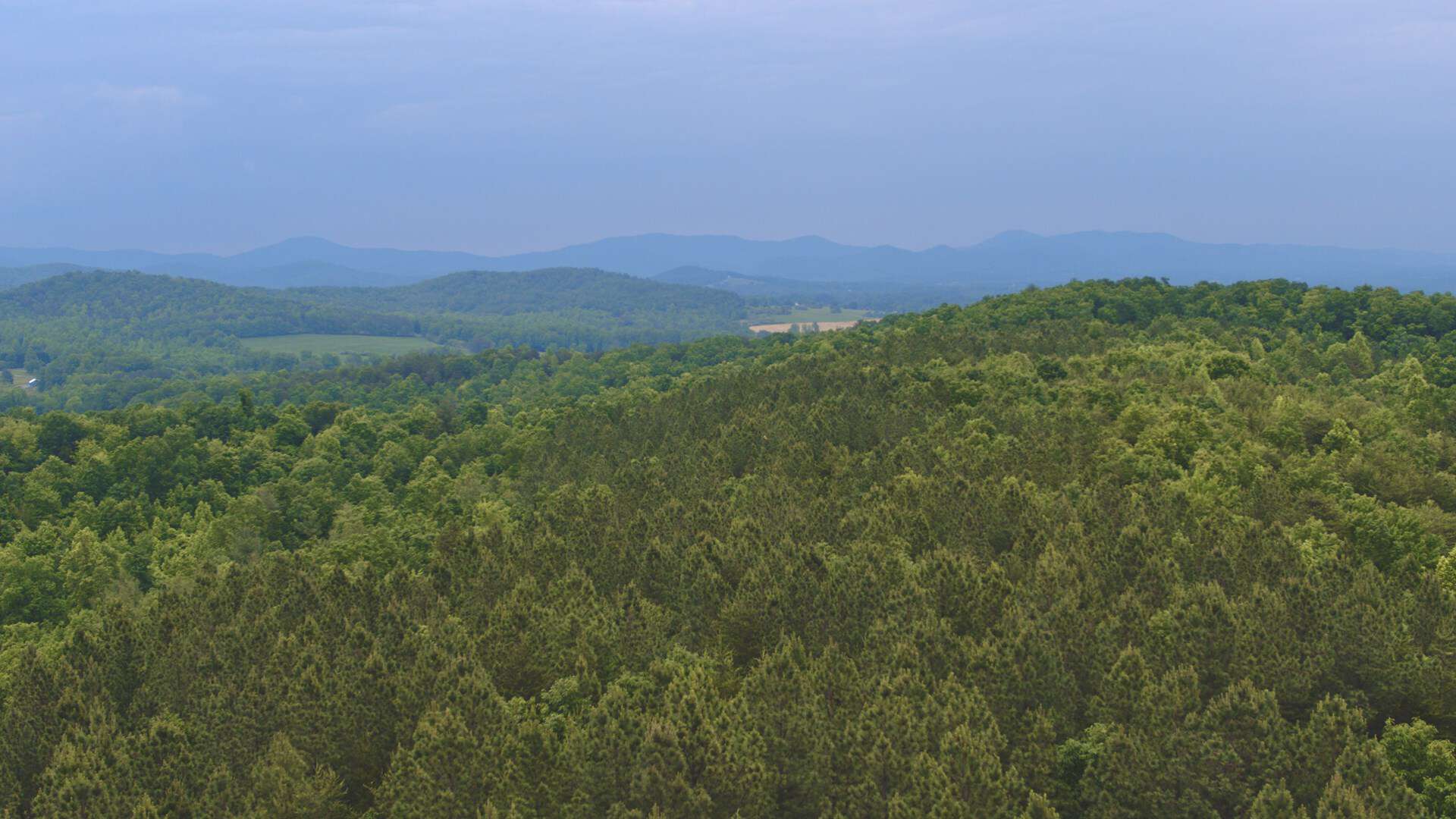 NC Land For Sale/ Large Acreage For Sale/ Timberland UC Hunting