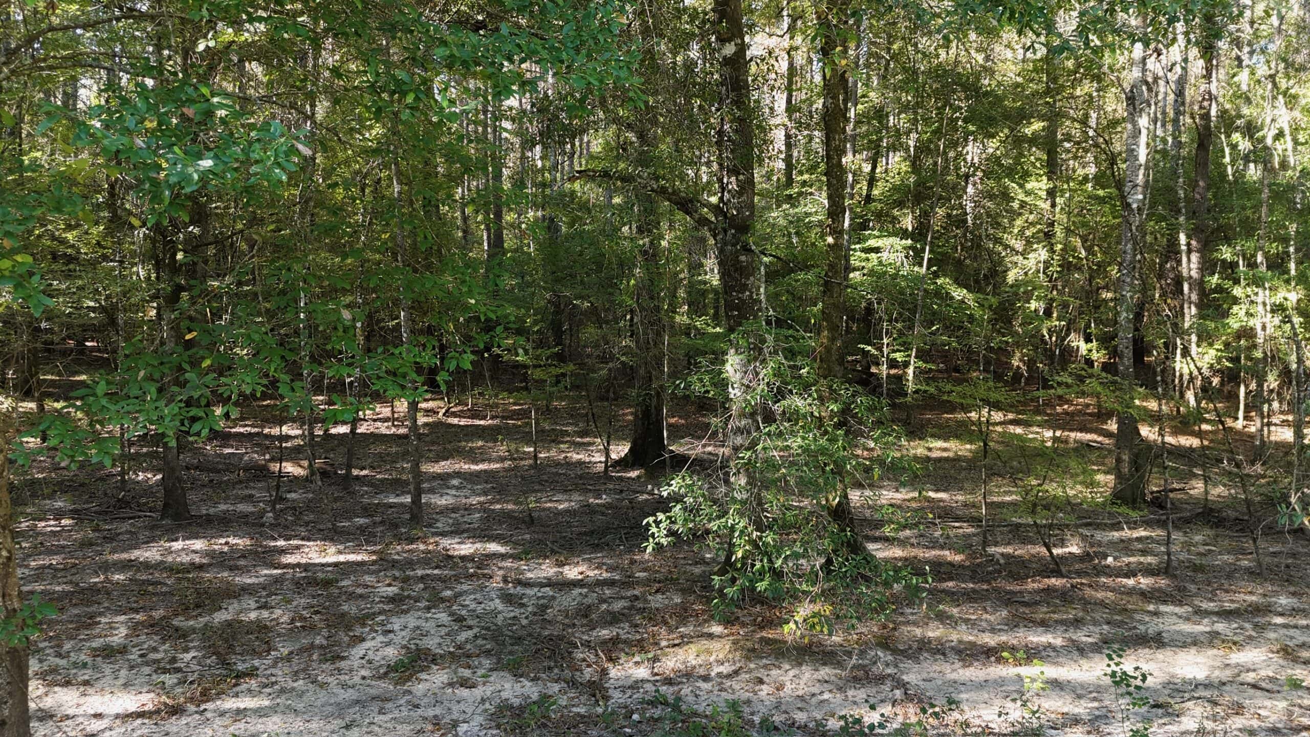 Hunting and Timberland Tract for sale in North Louisiana