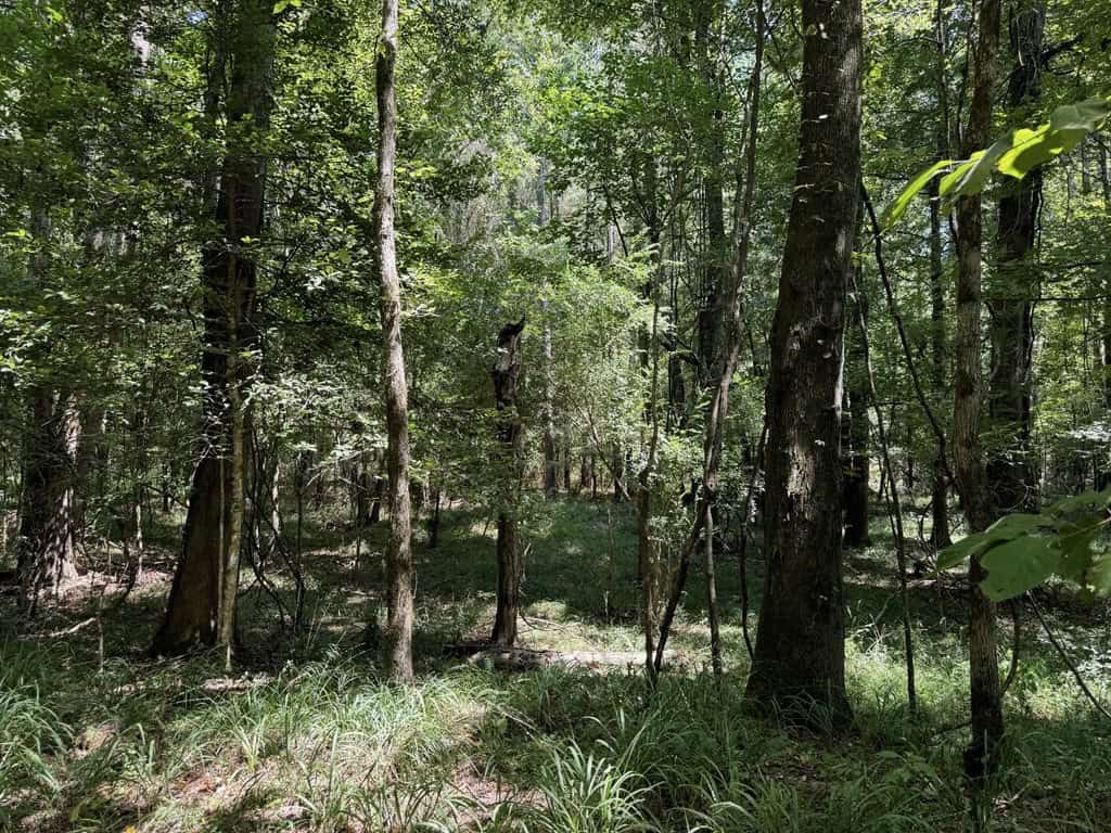 45 Acre Timberland Hunting Lincoln County South MS