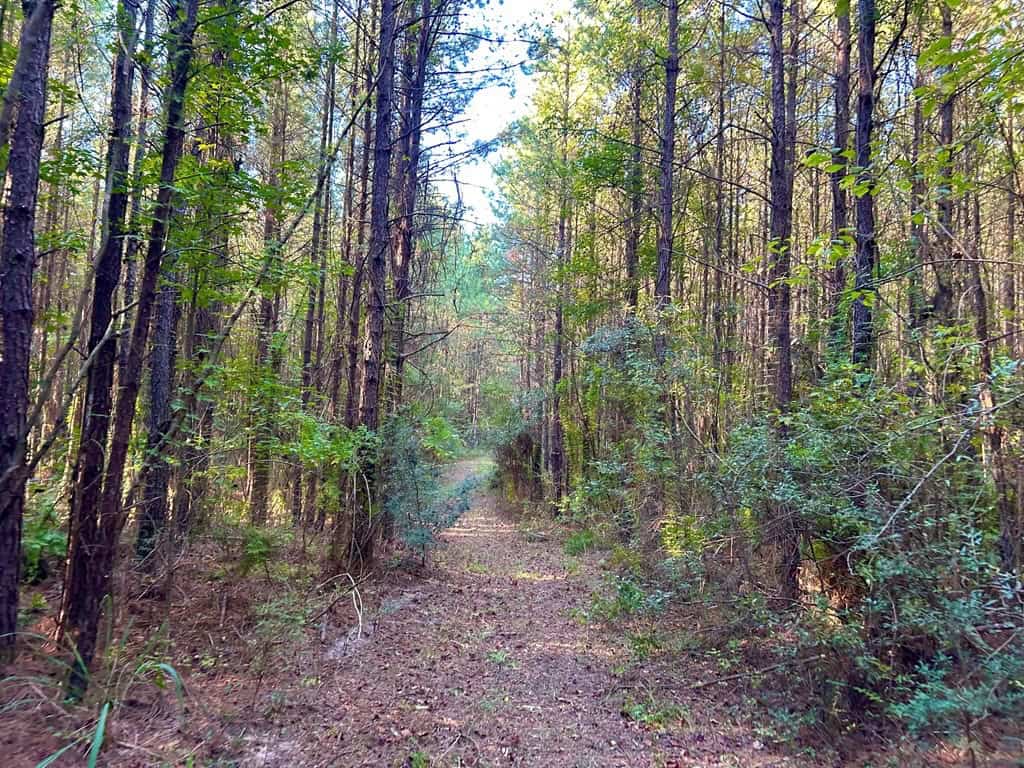 Smithdale MS 100+- Acres For Sale