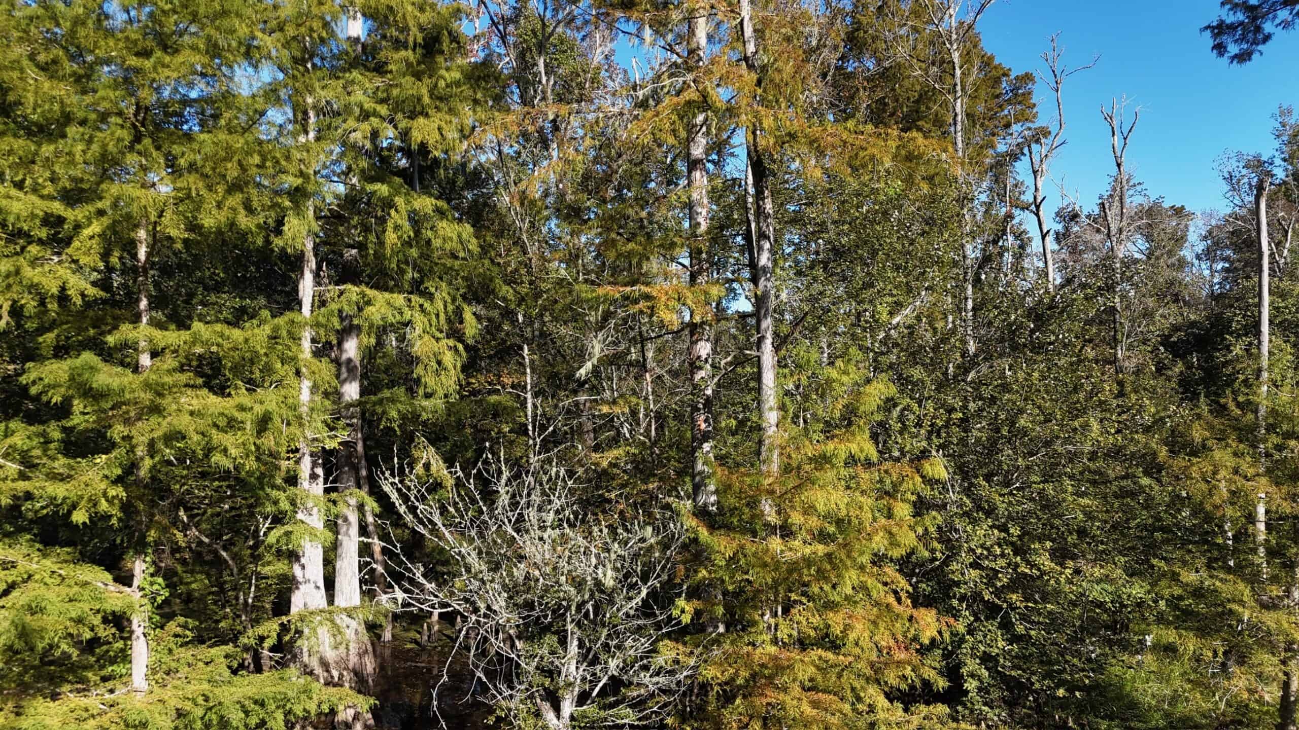 Hunting and Timberland Tract for sale in North Louisiana