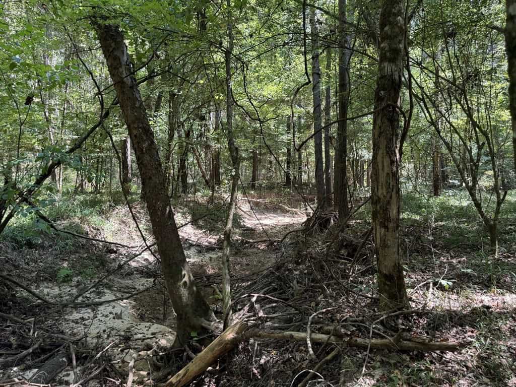 45 Acre Timberland Hunting Lincoln County South MS