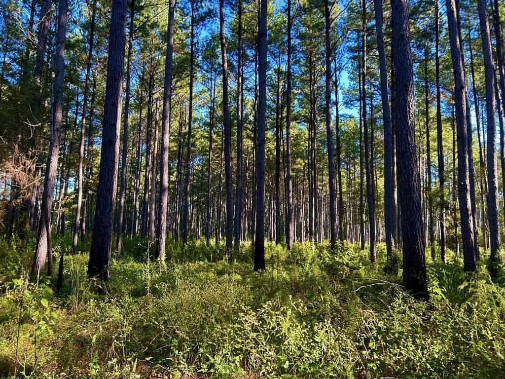 Smithdale MS 80+- Acres For Sale