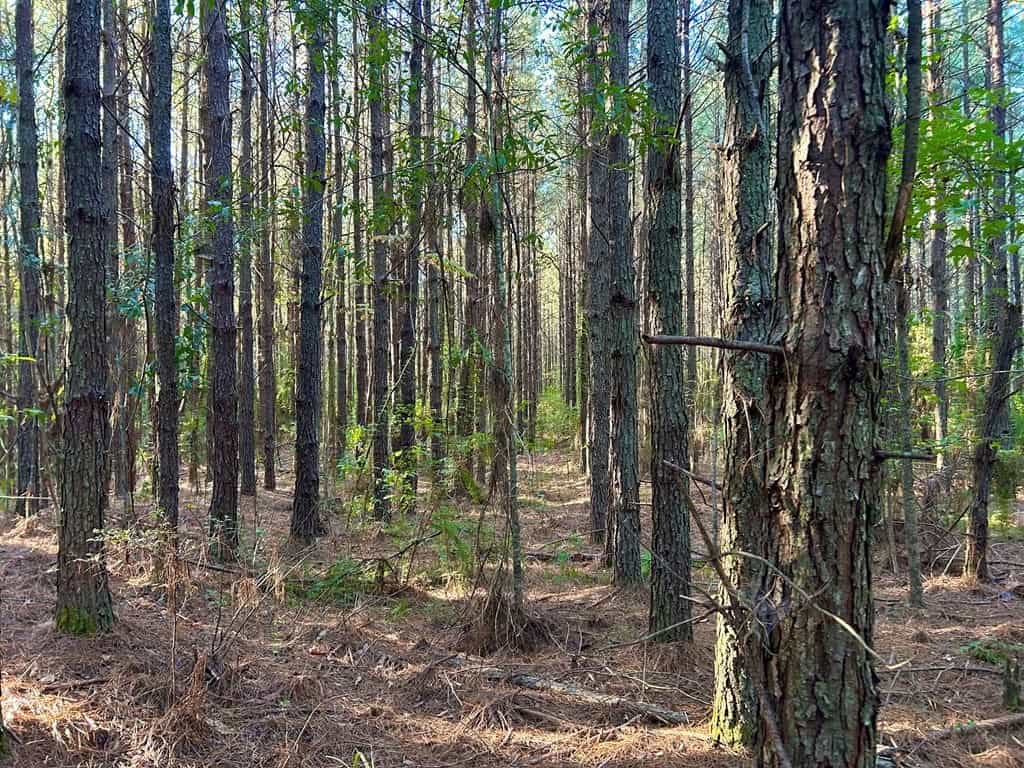 Smithdale MS 100+- Acres For Sale