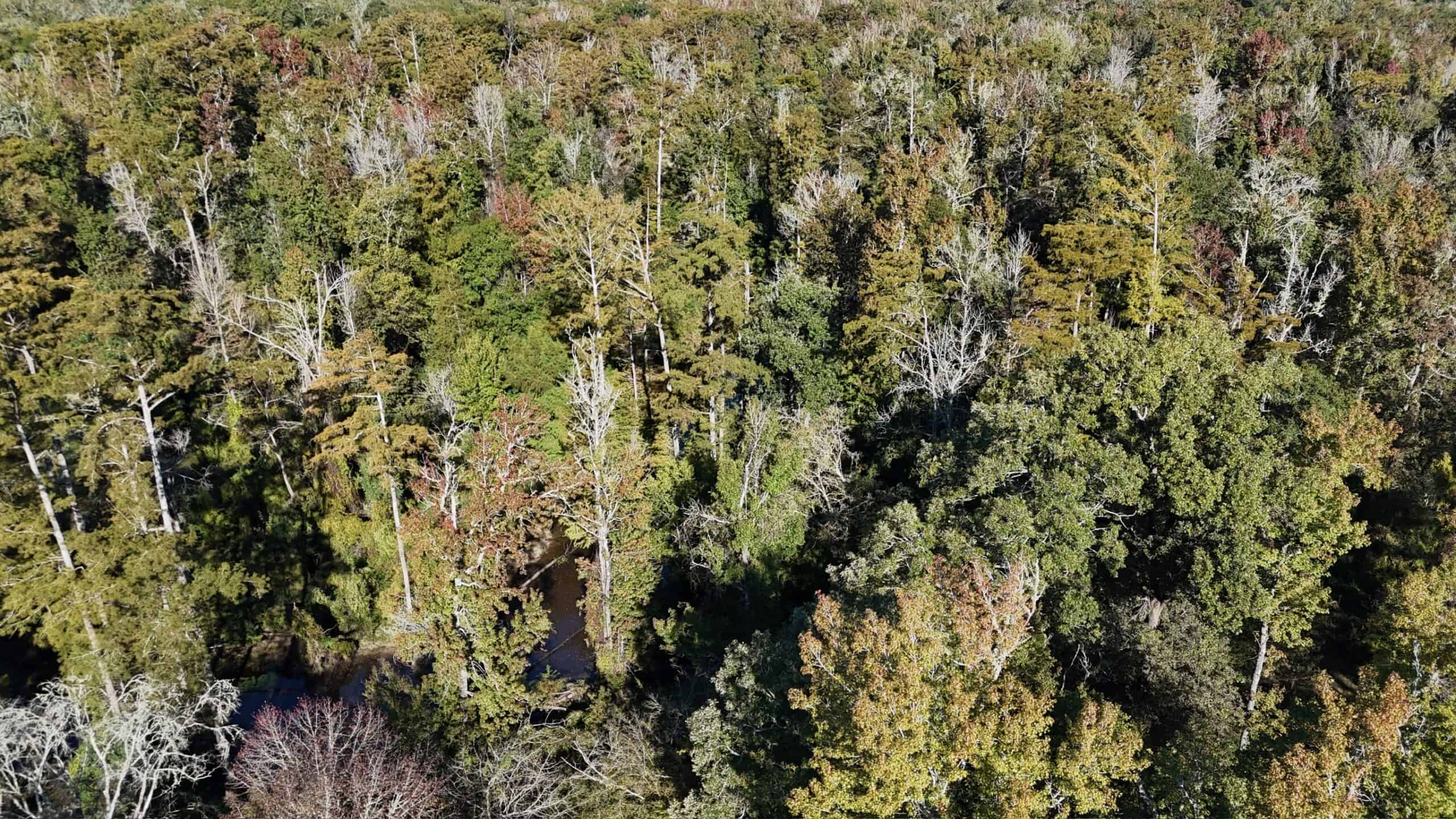 Hunting and Timberland Tract for sale in North Louisiana