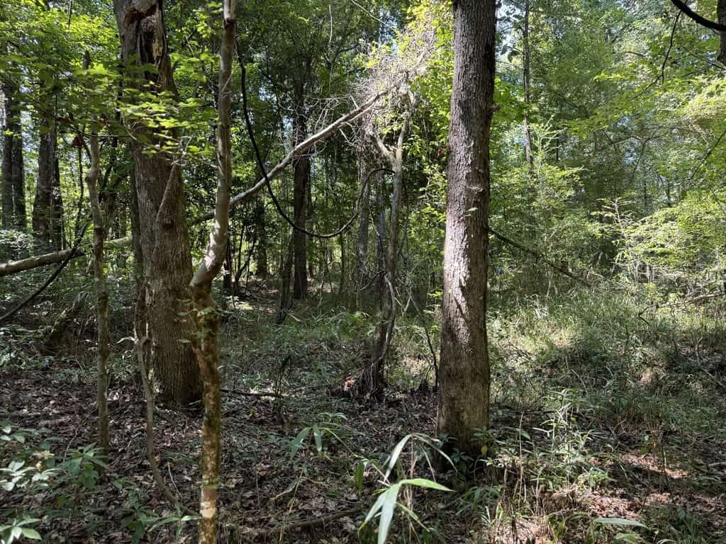 45 Acre Timberland Hunting Lincoln County South MS