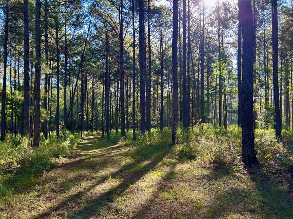 Smithdale MS 80+- Acres For Sale