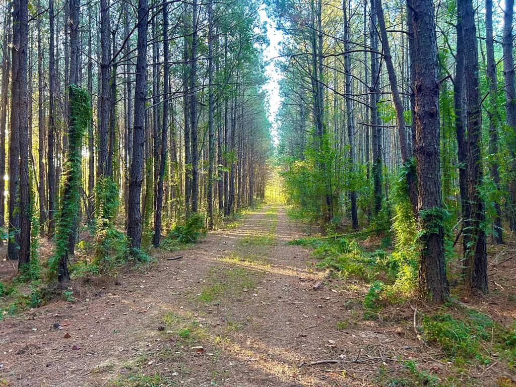 Smithdale MS 100+- Acres For Sale