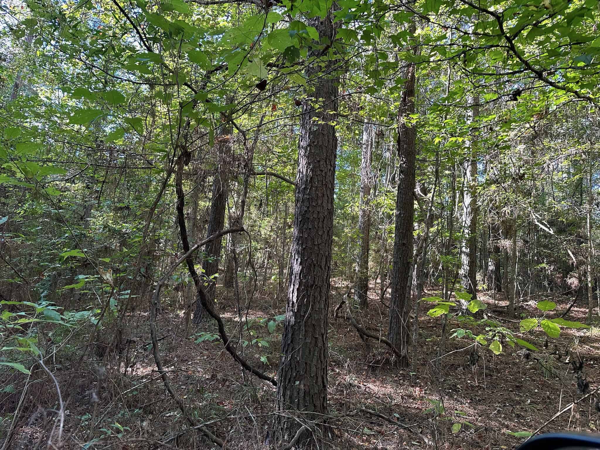 Hunting and Timberland Tract for sale in North Louisiana