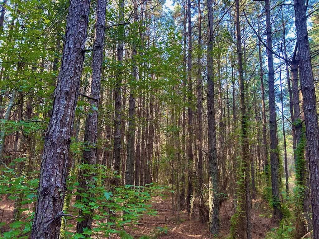Smithdale MS 100+- Acres For Sale