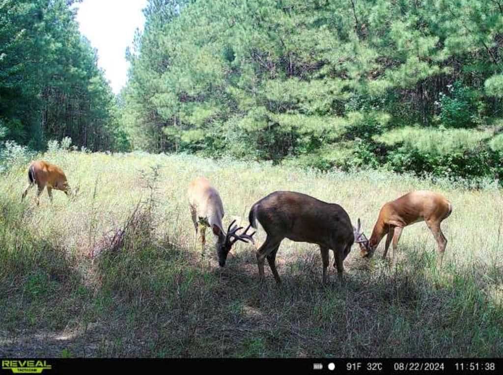 Turnkey Hunting Property Connected to Caston Creek WMA