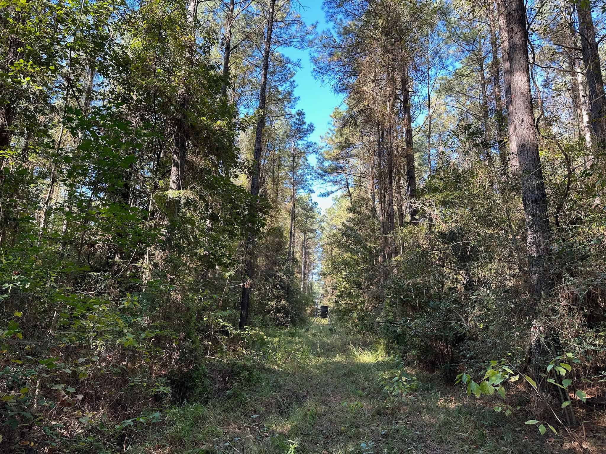 Hunting and Timberland Tract for sale in North Louisiana