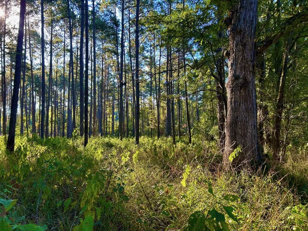Smithdale MS 80+- Acres For Sale