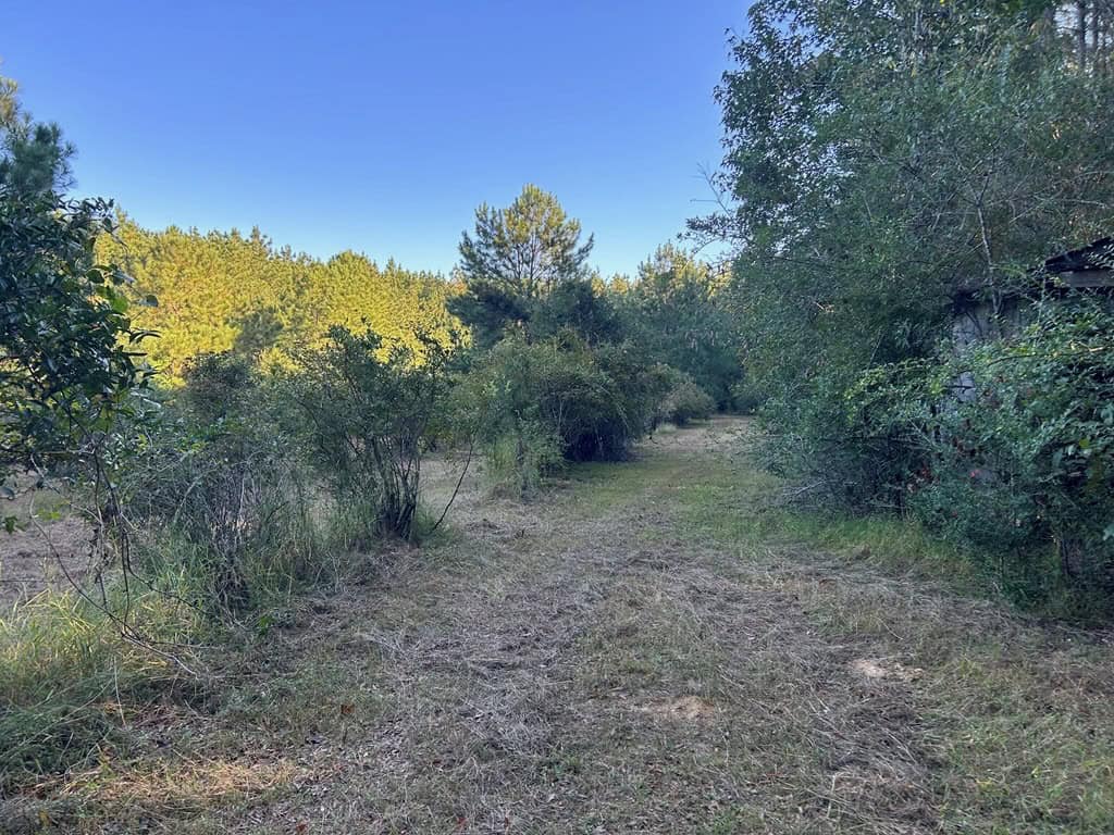 Smithdale MS 100+- Acres For Sale
