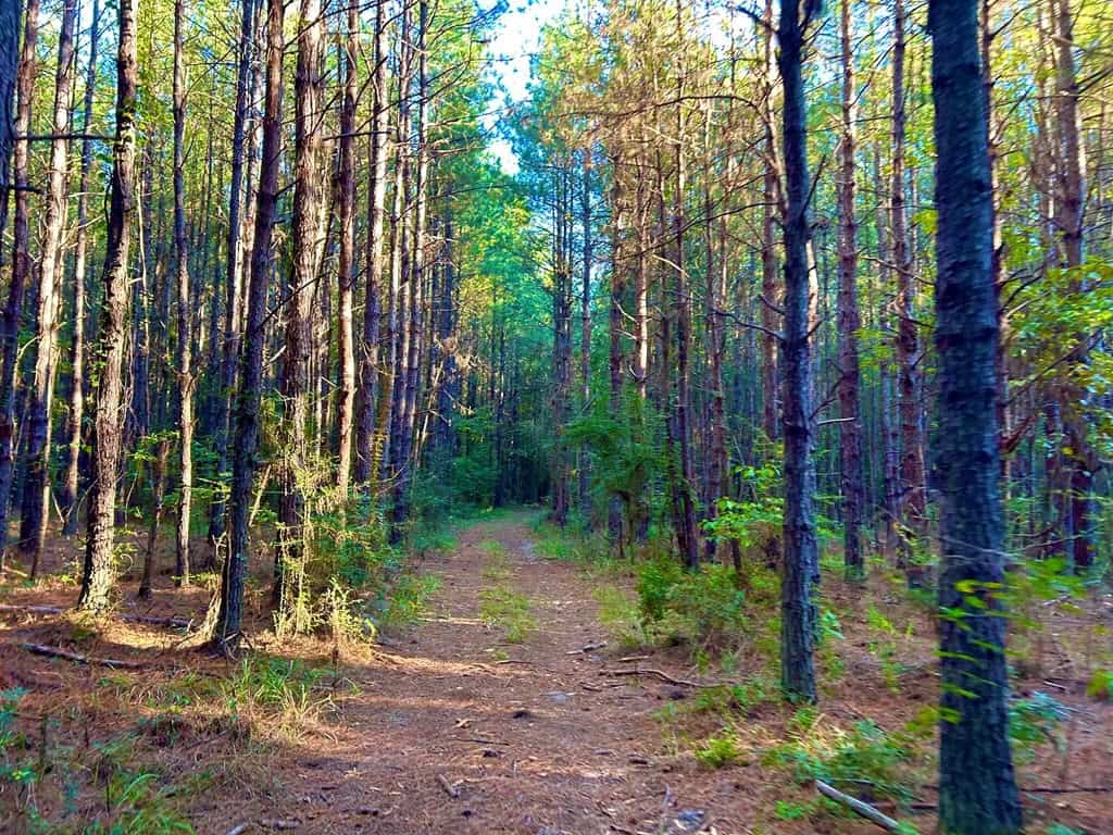 Smithdale MS 100+- Acres For Sale