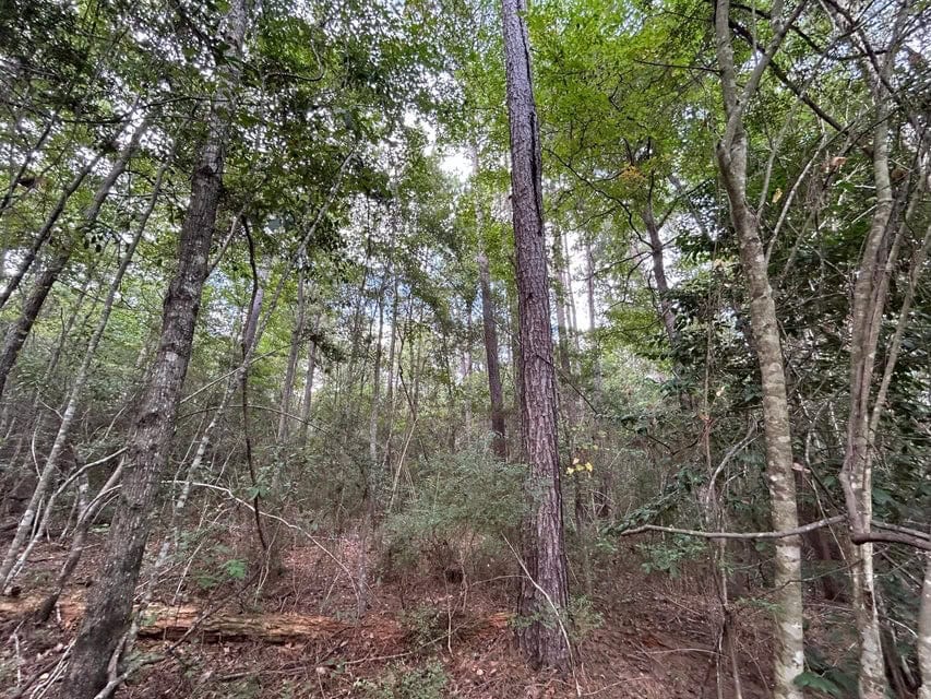 The Tower Road 20 Acres