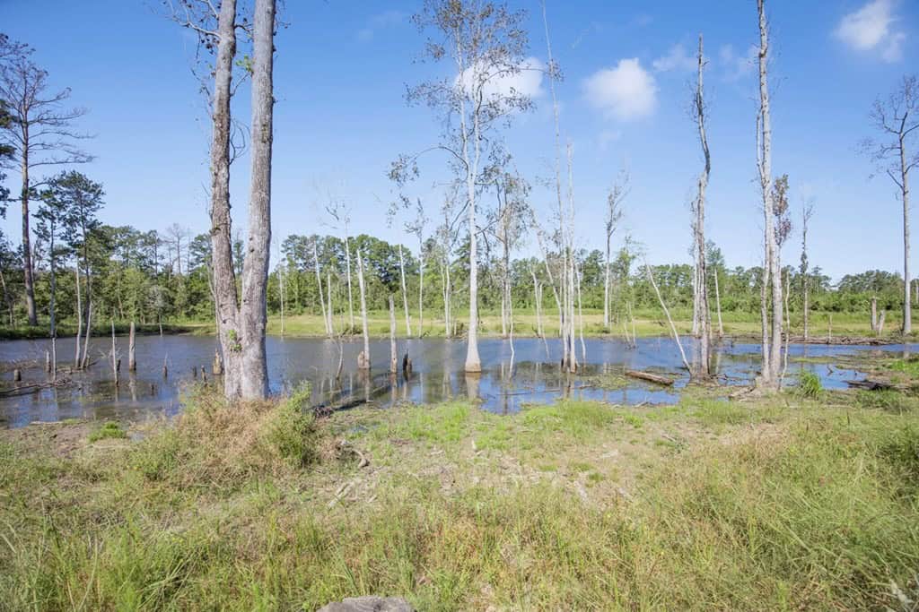 Small Hunting Tract in Amite County, MS