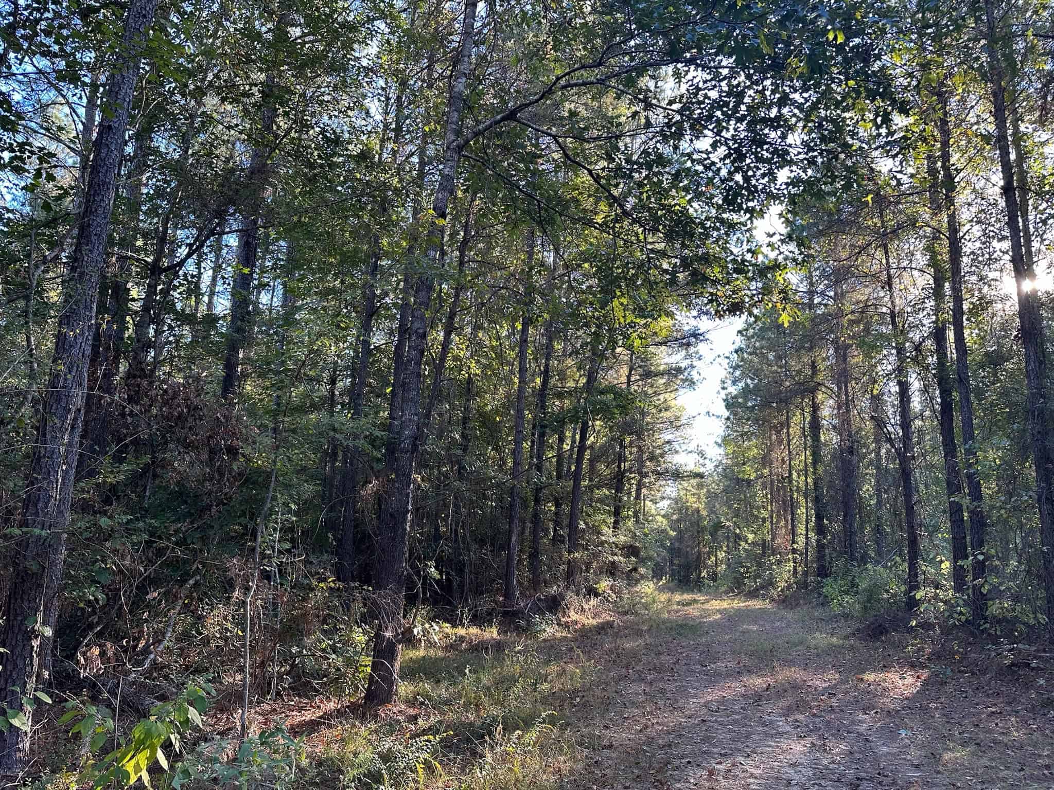 Hunting and Timberland Tract for sale in North Louisiana
