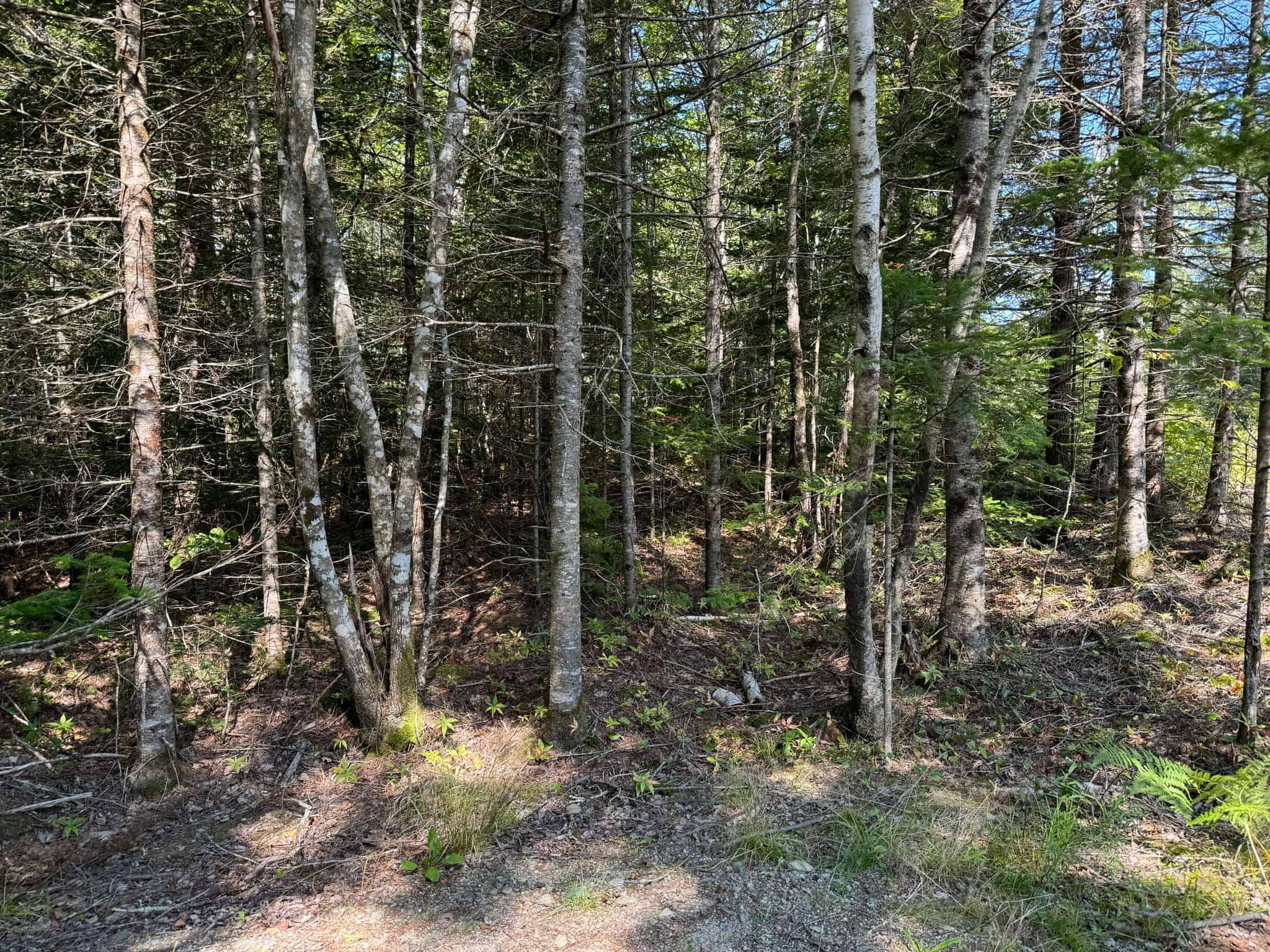 21 Acre Wooded Lot
