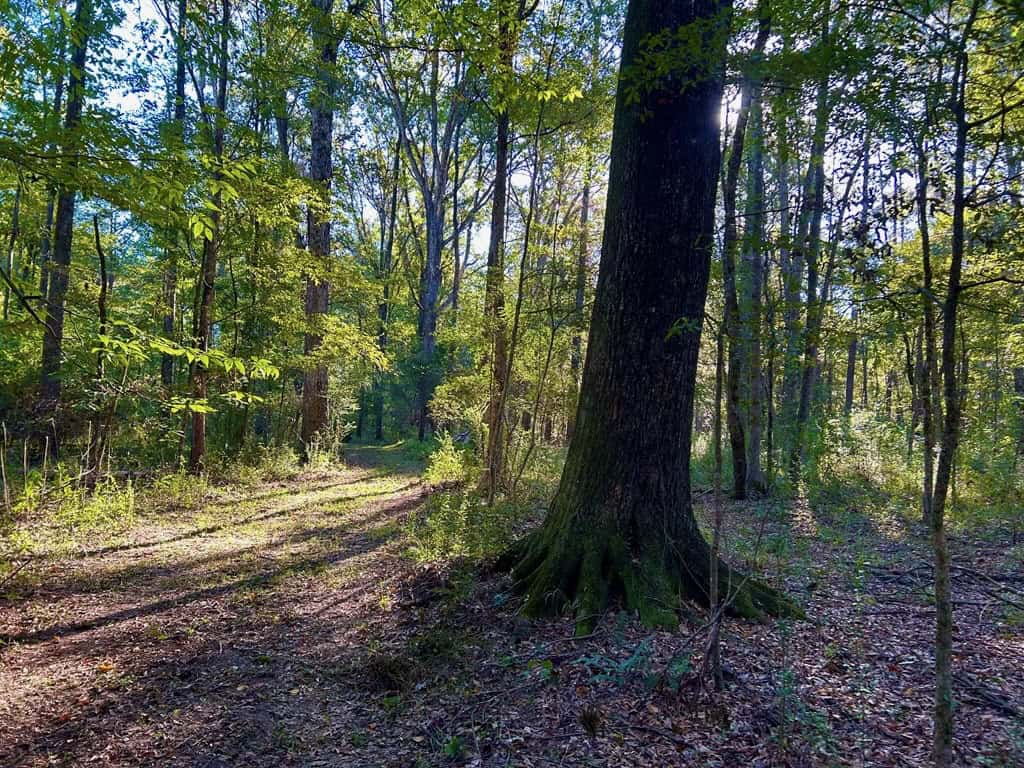 Smithdale MS 80+- Acres For Sale
