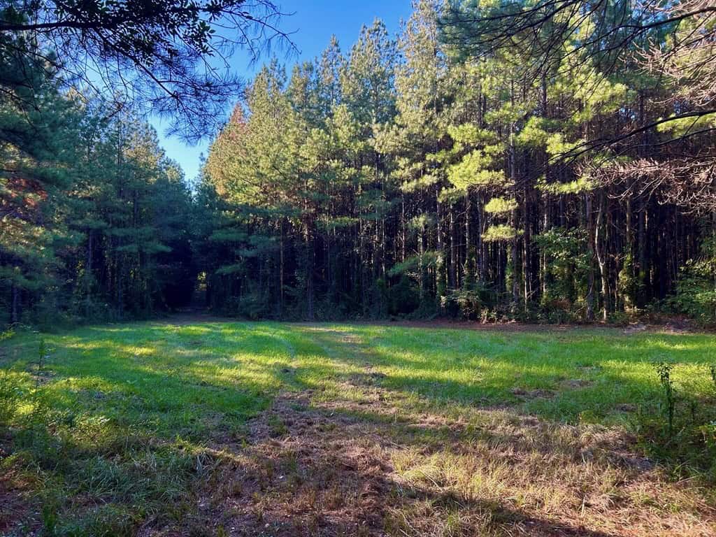Smithdale MS 100+- Acres For Sale