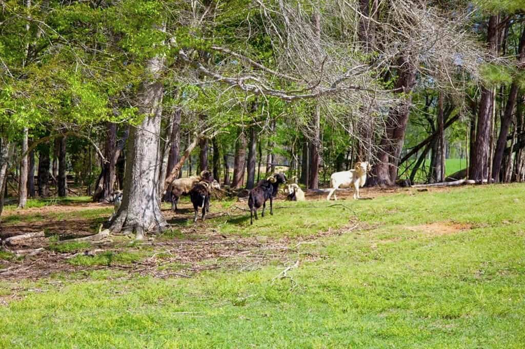 192 Acres of Land with 3 BR Hunting Lodge