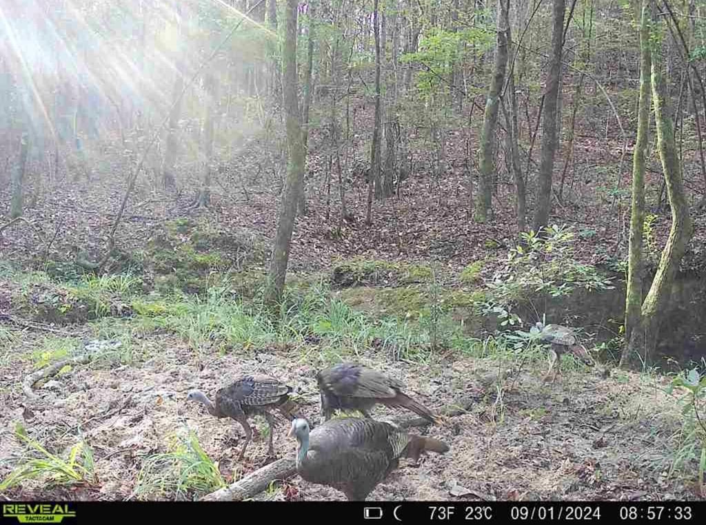 Turnkey Hunting Property Connected to Caston Creek WMA