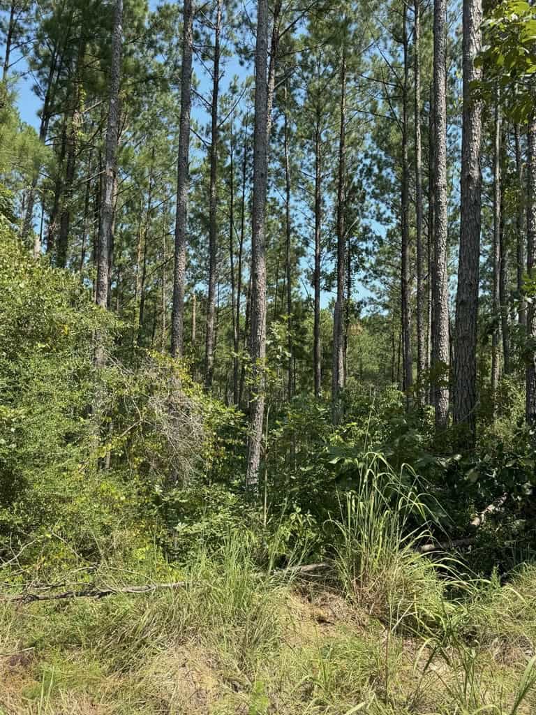 45 Acre Timberland Hunting Lincoln County South MS