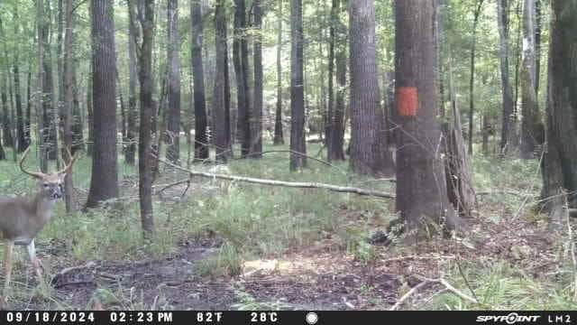 Hunting and Timberland for Sale in Ouachita Parish, LA