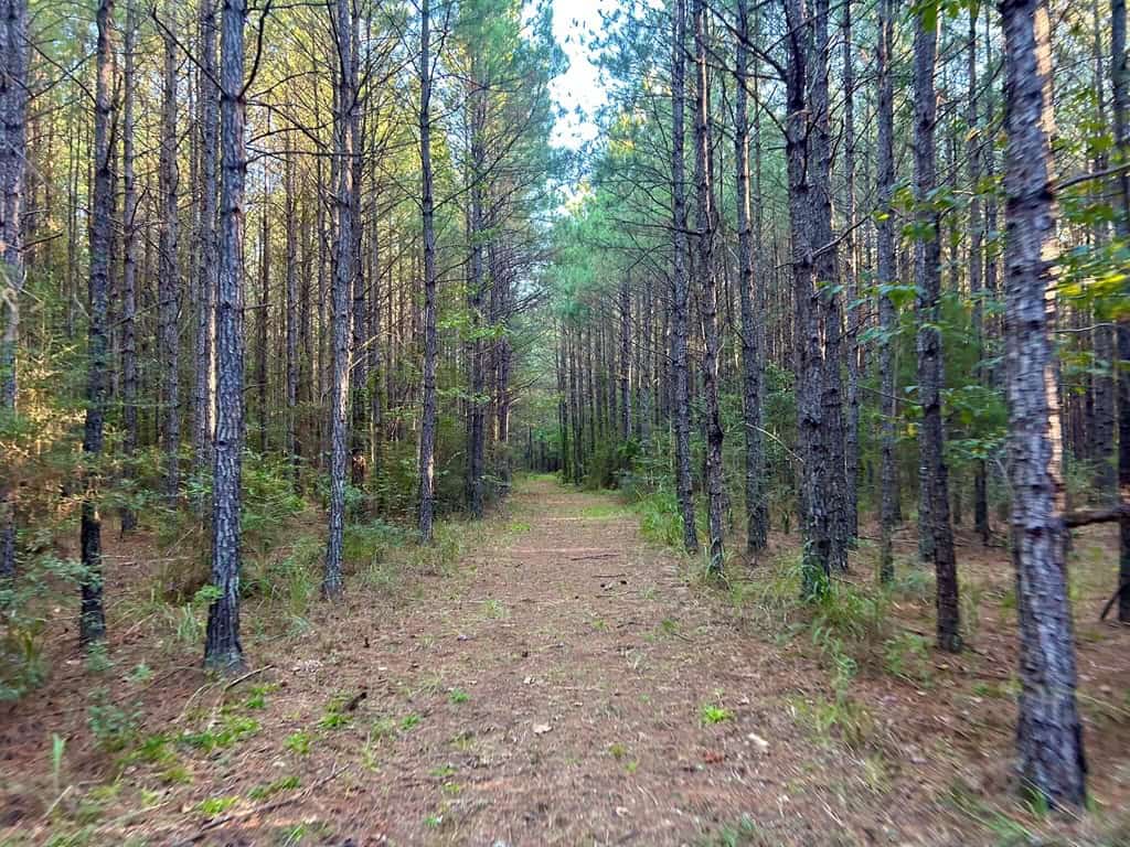 Smithdale MS 100+- Acres For Sale