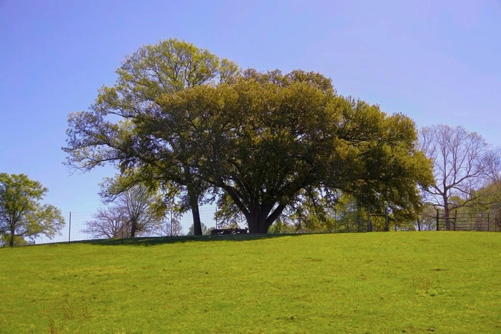 192 Acres of Land with 3 BR Hunting Lodge