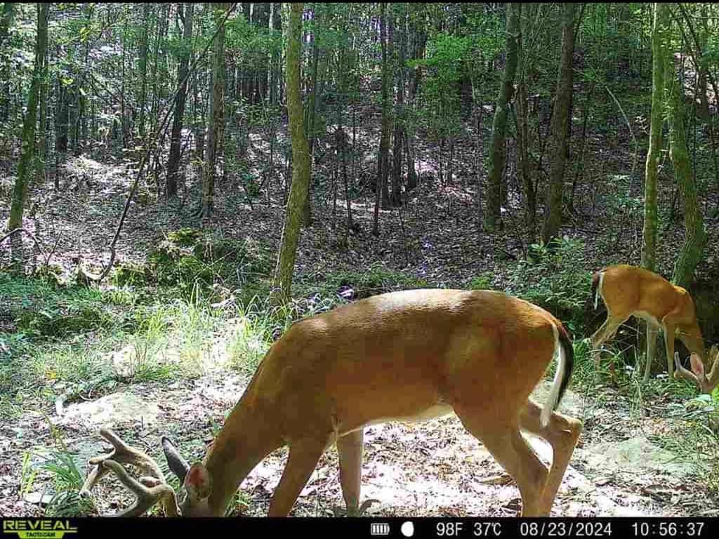 Turnkey Hunting Property Connected to Caston Creek WMA
