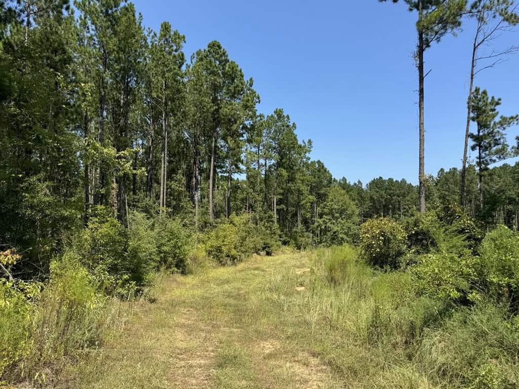 45 Acre Timberland Hunting Lincoln County South MS