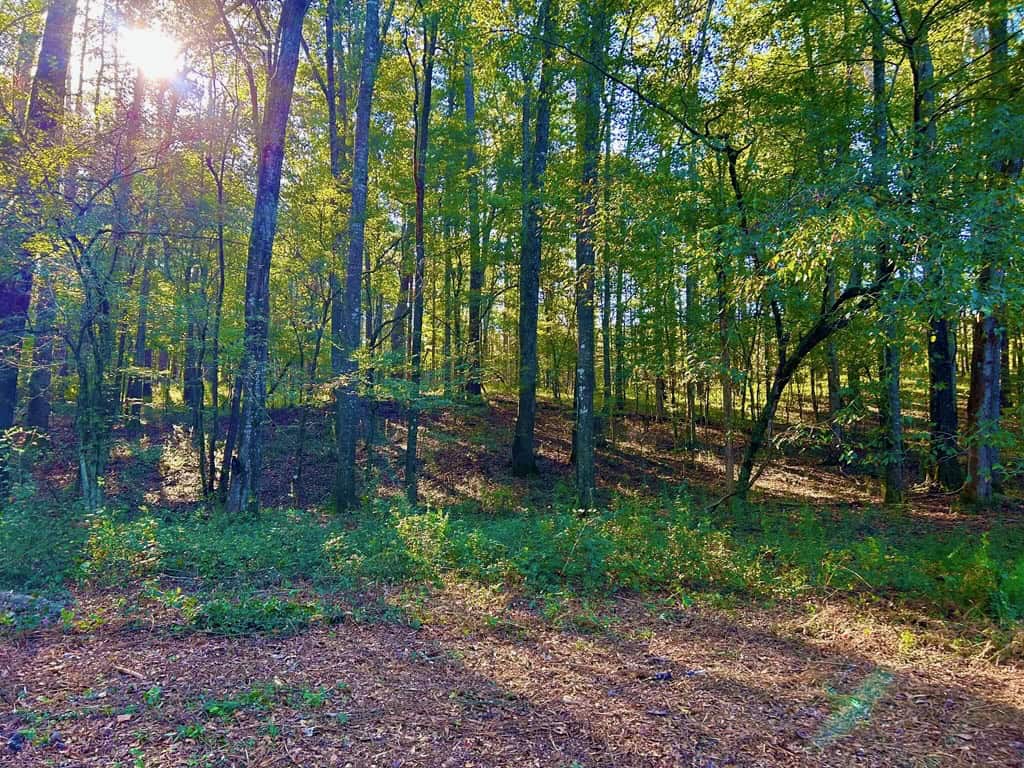 Smithdale MS 80+- Acres For Sale