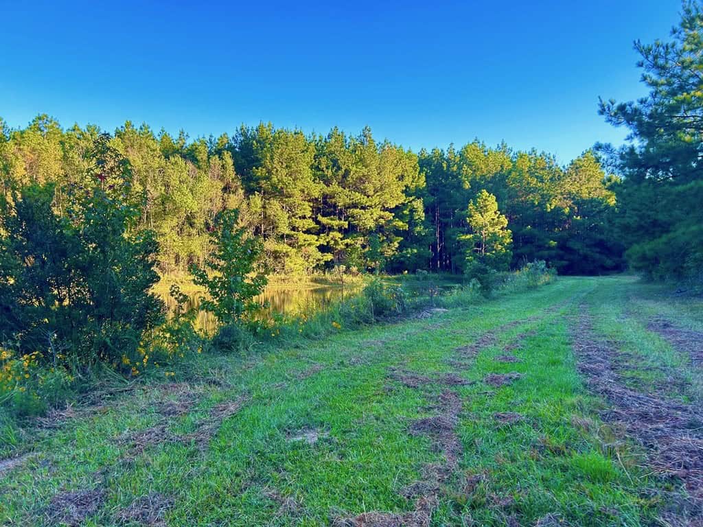 Smithdale MS 100+- Acres For Sale