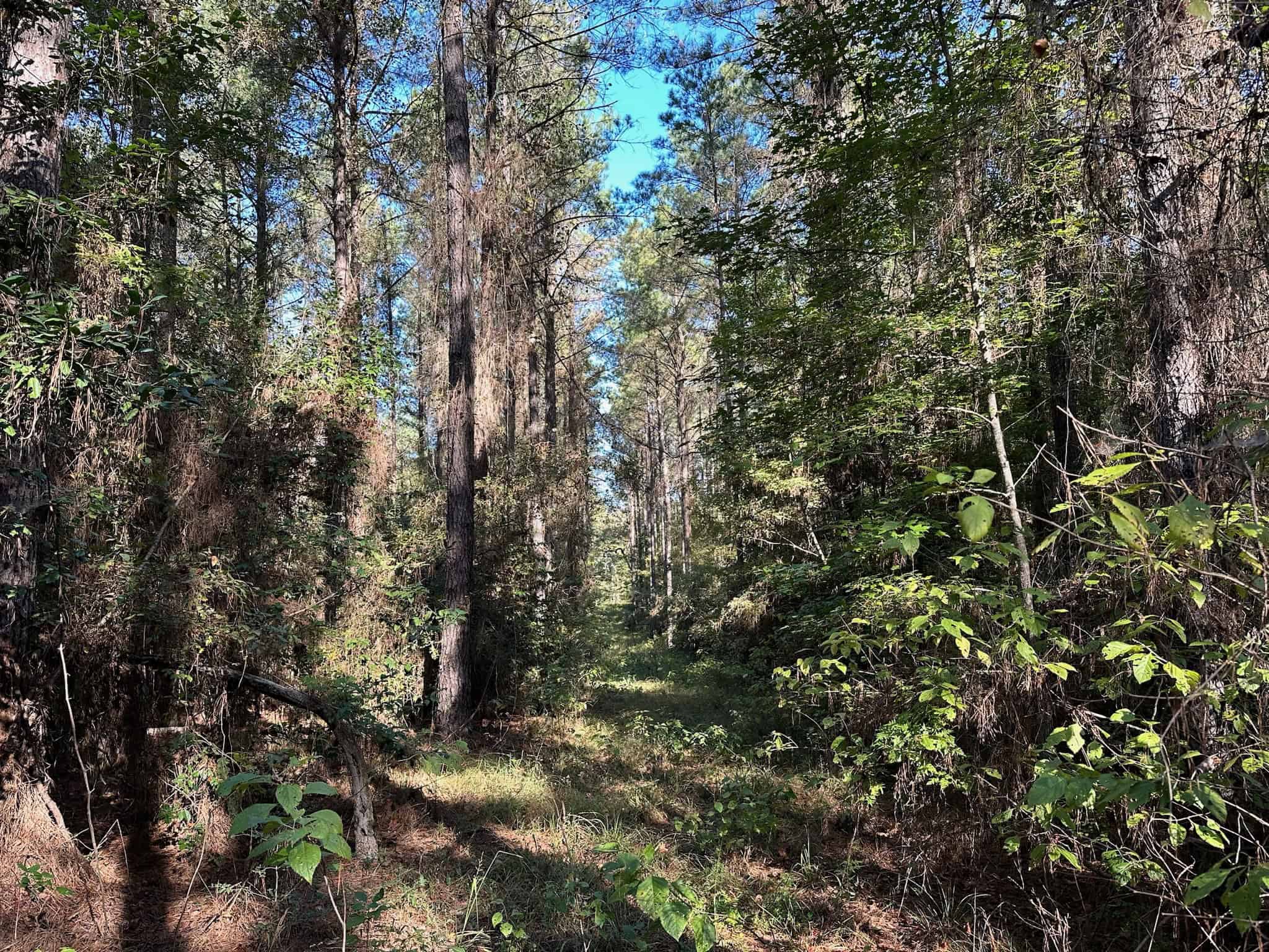 Hunting and Timberland Tract for sale in North Louisiana