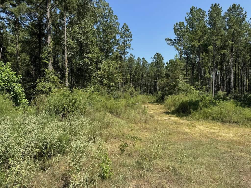 45 Acre Timberland Hunting Lincoln County South MS