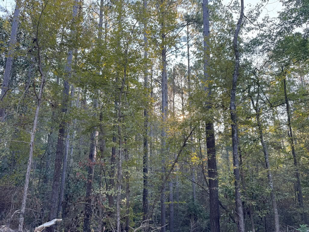 296 Acre Timberland for Sale with Creek Southwest MS
