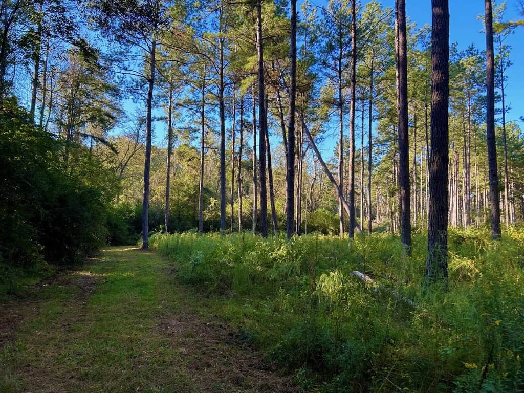 Smithdale MS 80+- Acres For Sale