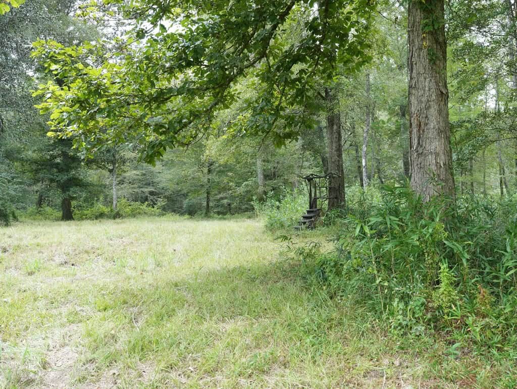 34 Acres Waterfront Property South Mississippi with Cabin