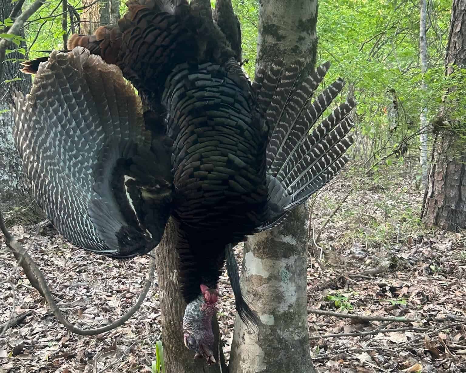 Hunting and Timberland Tract for sale in North Louisiana