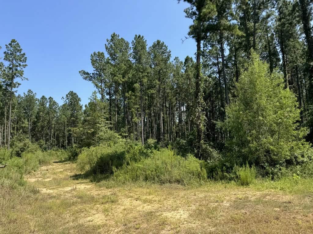 45 Acre Timberland Hunting Lincoln County South MS