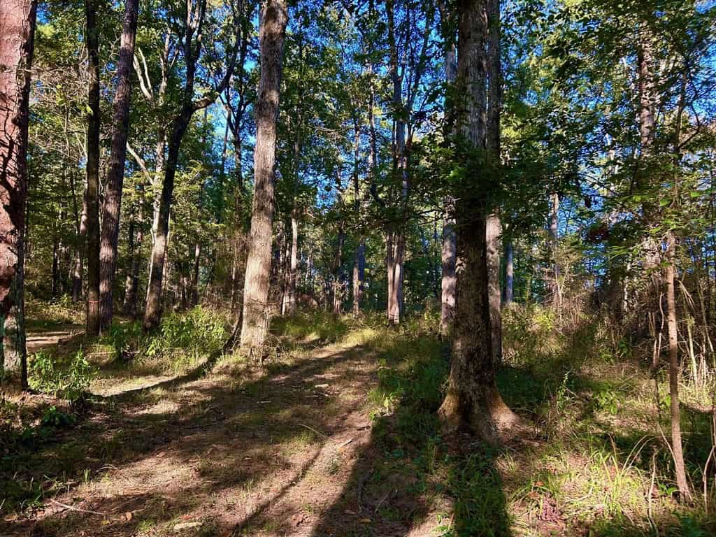 Smithdale MS 80+- Acres For Sale