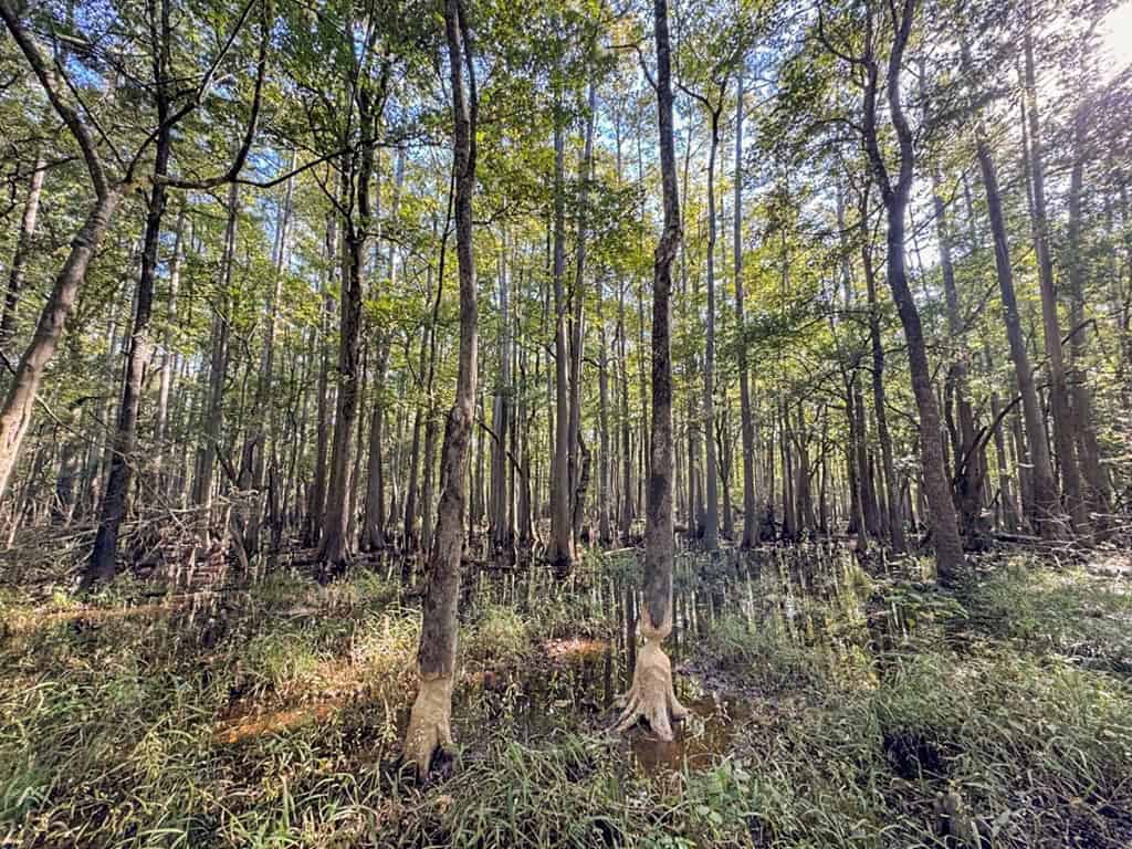 Duck Hunting Paradise for Sale in Ouachita Parish