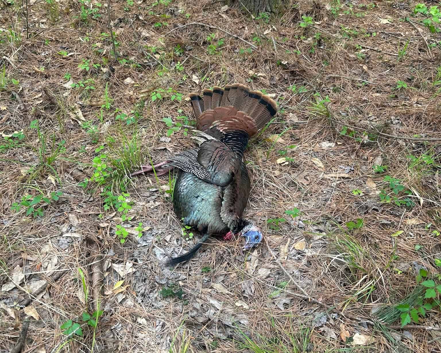 Hunting and Timberland Tract for sale in North Louisiana