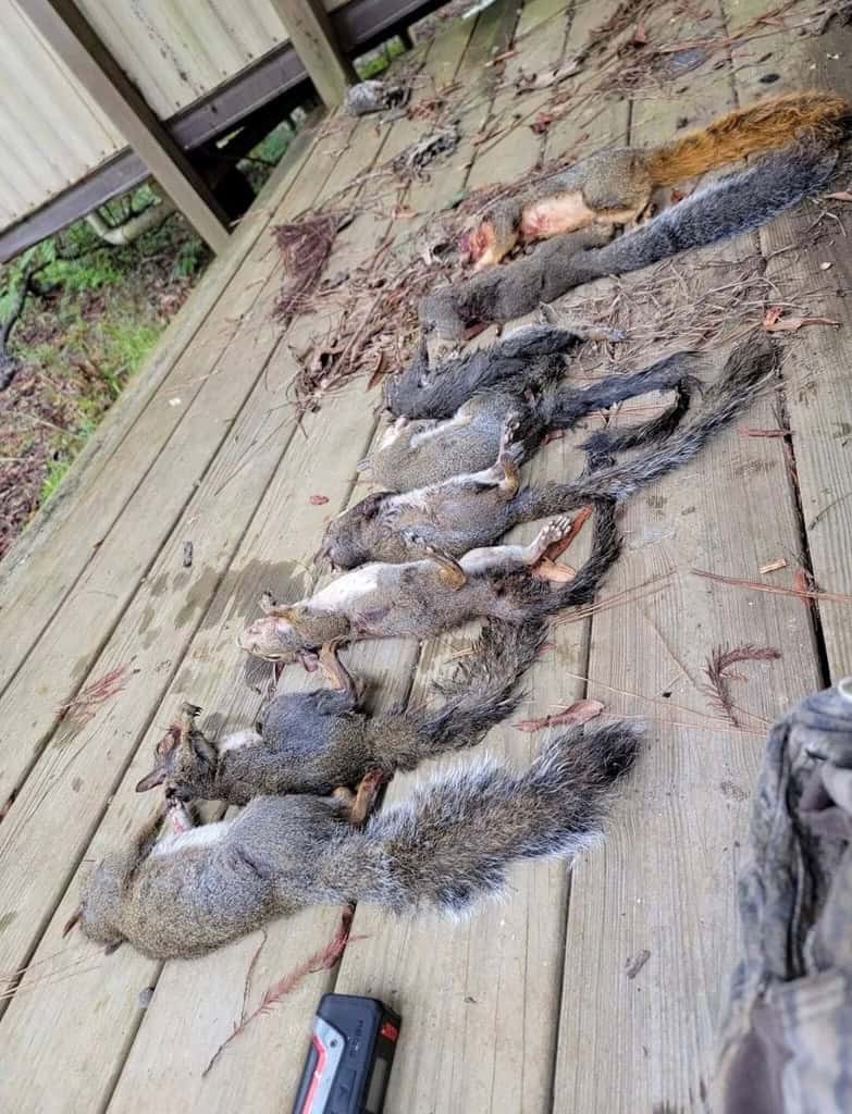 Hunting and Timberland for Sale in Ouachita Parish, LA