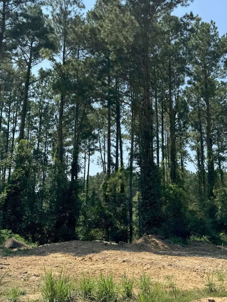 45 Acre Timberland Hunting Lincoln County South MS